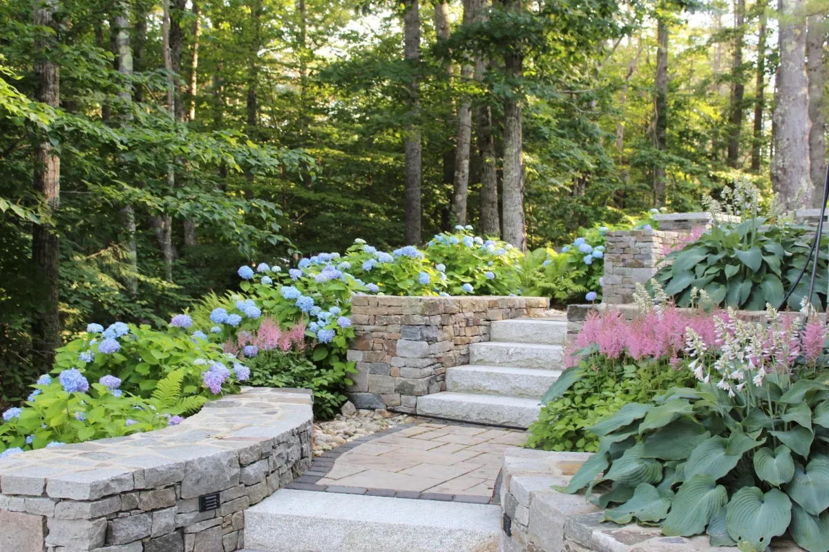 Stone walkway surrounded by vibrant hydrangeas and lush greenery, leading through a picturesque garden setting, emphasizing thoughtful design for outdoor living by Maine Outdoor Spaces.