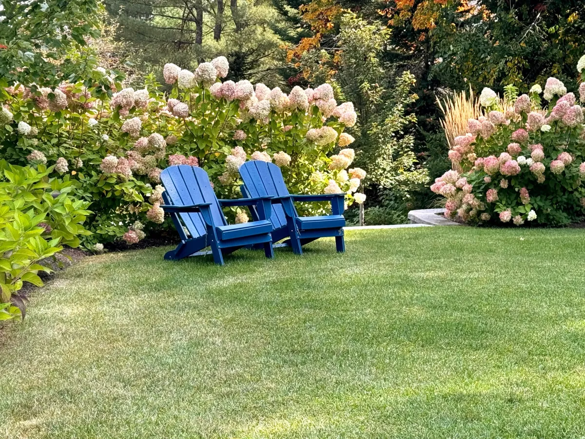 Adirondack chairs in a lush green garden surrounded by blooming hydrangeas, showcasing a serene outdoor space designed for relaxation and beauty.
